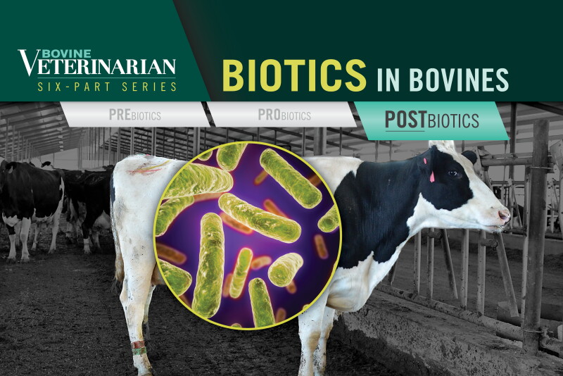 Biotics in Bovines: Postbiotic Applications for Dairy Cattle - Bovine Vet
