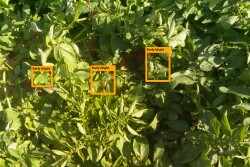 Based in Tel Aviv, Israel, Prospera has developed data analytics and computer vision technology that can be applied to every pass the irrigation pivot makes