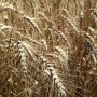 wheat