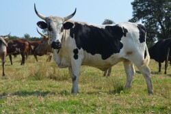 Raising cattle in South Africa has the potential to feed a growing continental population.