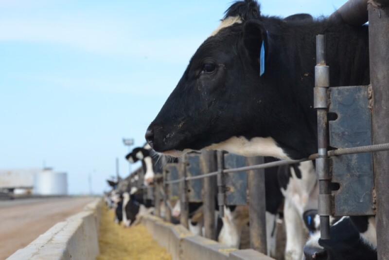 BT_Dairy_Steer_Feedlot