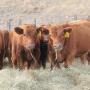 Weaning calves