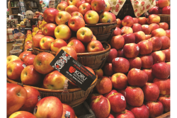 Koru apple display (1).png