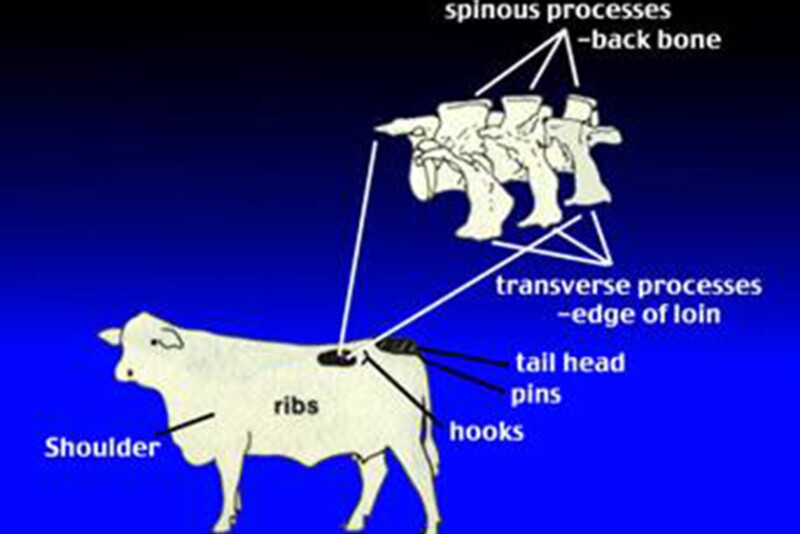 Figure 1. Key areas to examine for body condition scoring
