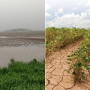 The farming industry is battling the effects of climate change, including unpredictable weather and increased drought and flooding.