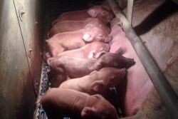 Duroc sow and piglets