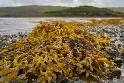 Seaweed