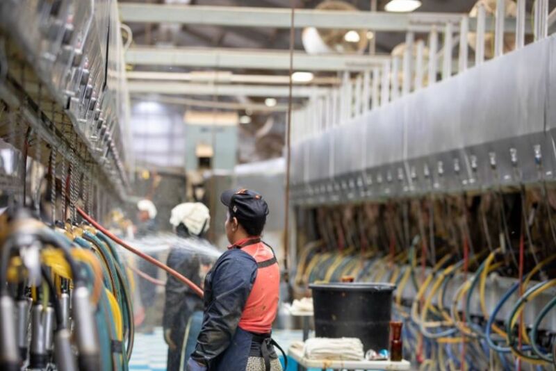Dairy labor - milking 