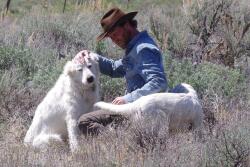Blaine County, Idaho, sheep rancher Cory Peavey and his dogs.