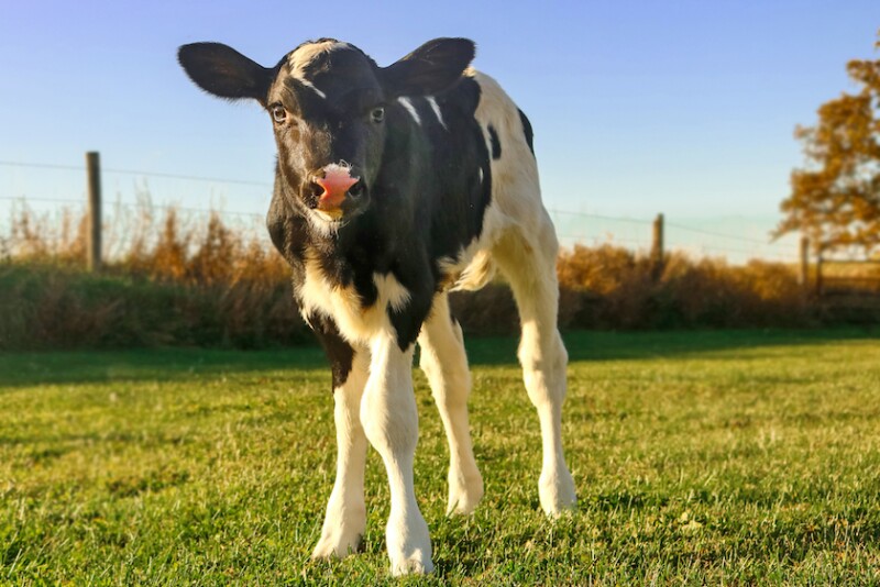 With a theme of “25 Years of Growing Your Dairy’s Future,” DCHA also is offering a livestreaming option for those who would like to join the conference from home.