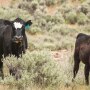 BLM grazing