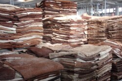 cattle hides