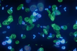 Diversity in microbial populations, and the specific strains present or absent, can influence cattle health and overall performance. 