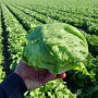 California lettuce and leafy greens