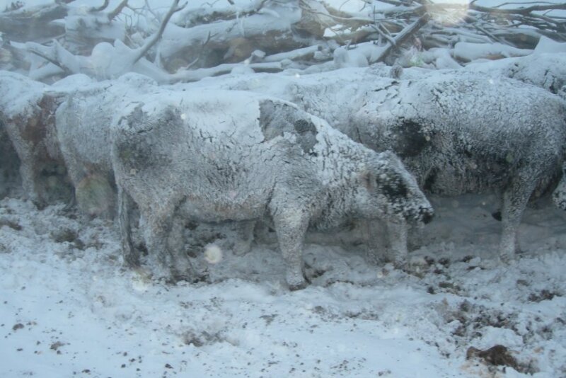 BT_Cows_Fozen_Winter_Snow_Blizzard