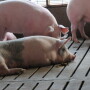 Researchers in China and the U.S. believe they have successfully trialed a self-powered pacemaker in adult pigs