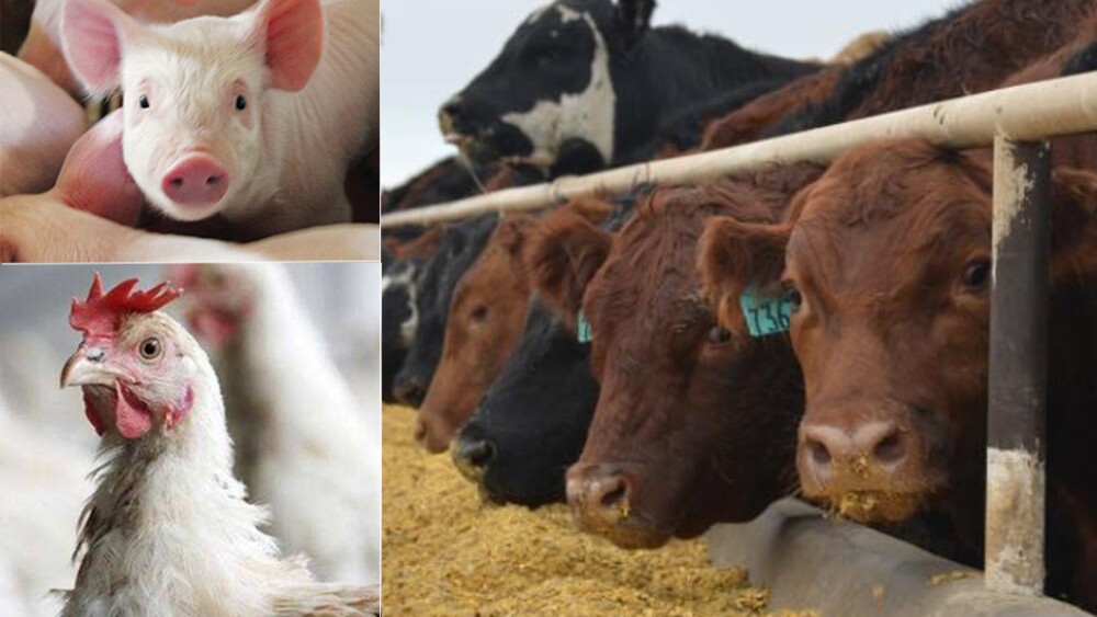 Open letter on livestock production