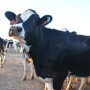 Dairy heifer replacements.