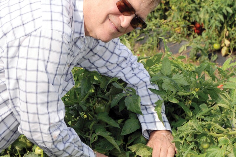 Chuck Weisinger, president and CEO of Weis-Buy Farms Inc., says wind problems in January caused a February downturn in Florida tomato supplies. 