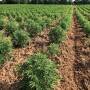 Hemp Crop