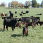 BT_Cows_Calves_Missouri