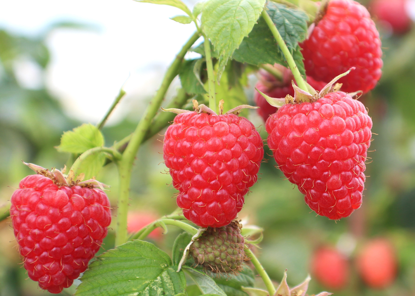 Dramatically Different Raspberry How Cornell's New Raspberry Varieties Help Cover Growing Season - The ...