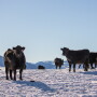 Genetic improvements continue to advance