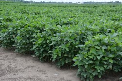 soybean field
