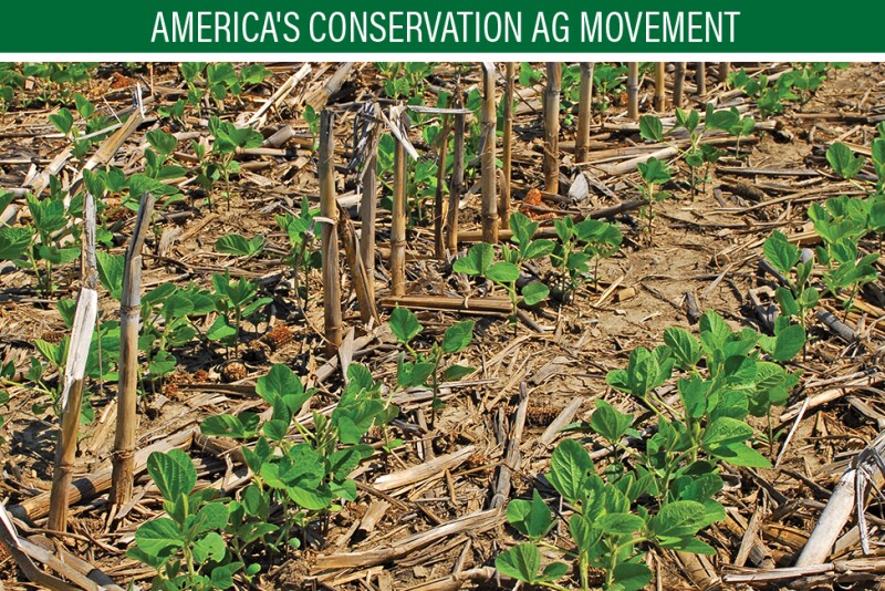 No-till soybeans.