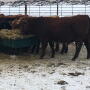 calves