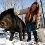 Susan Frank pets one of her mulefoot pigs at Dogpatch Farm in Washington, Maine. The American mulefoot hog was once the rarest of all U.S. livestock breeds, and they’re still listed as critically rare by the Livestock Conservancy.