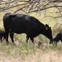 Twin Calves