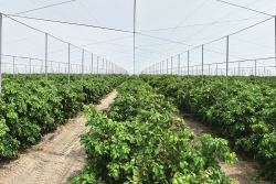 Dundee Citrus Growers Association CUPS