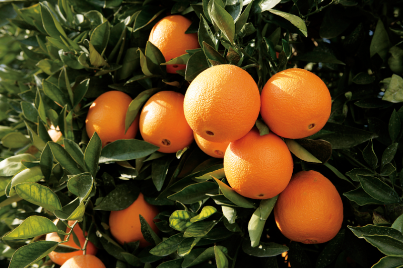 wc citrus