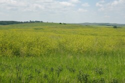 Sweet clover provides many benefits to the soil and wildlife and can be an excellent forage.