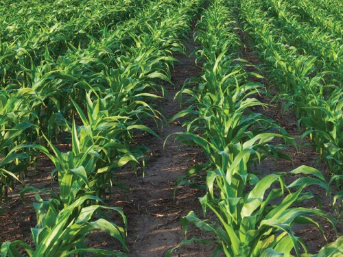 The Center for Biological Diversity (CBD) filed a lawsuit on Wednesday to “challenge the EPA’s fuel volume requirements for corn ethanol and other biofuels” for 2020, 2021 and 2022, according to CBD’s press release.