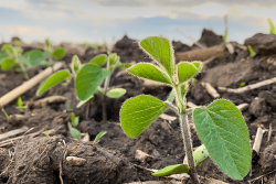 Soybean plants sprouting from the ground.