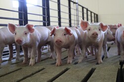 Pigs