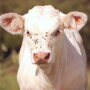 "Reducing face flies potentially reduces pinkeye problems," says University of Missouri Extension Livestock Field Specialist Patrick Davis.

