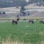 lazy-xy-Elk.jpg