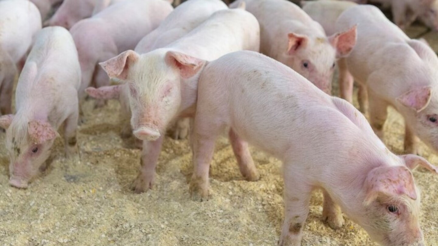 Stop Airborne Spread of Pathogens on the Farm: Electrostatic Precipitator Offers Potential