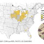 Since 2015, tar spot has expanded its footprint from Illinois, Indiana, and other midwestern states and notably Nebraska, Georgia, Kentucky, and Pennsylvania added confirmed fields this year.  