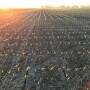 USDA June acreage report showed U.S. farmers planted 92 million acres of corn in 2020, which is 5 million acres less than the March Prospective Plantings report showed. 