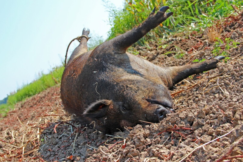 wild pig diet