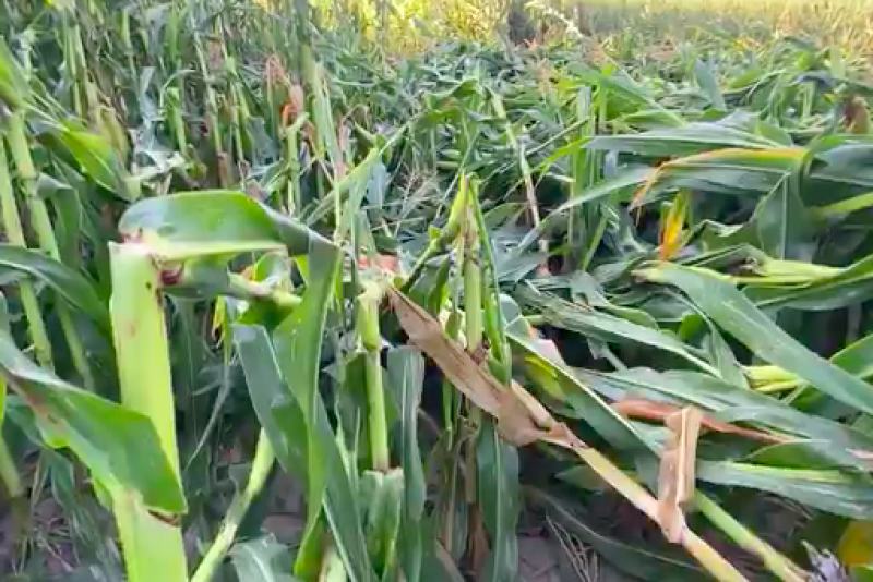 Pro Farmer editor Brian Grete takes you into a damaged corn field to show viewers why measuring the derecho damage was so difficult this year. 