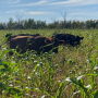 Grazing cows