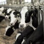 Dairy cows feeding