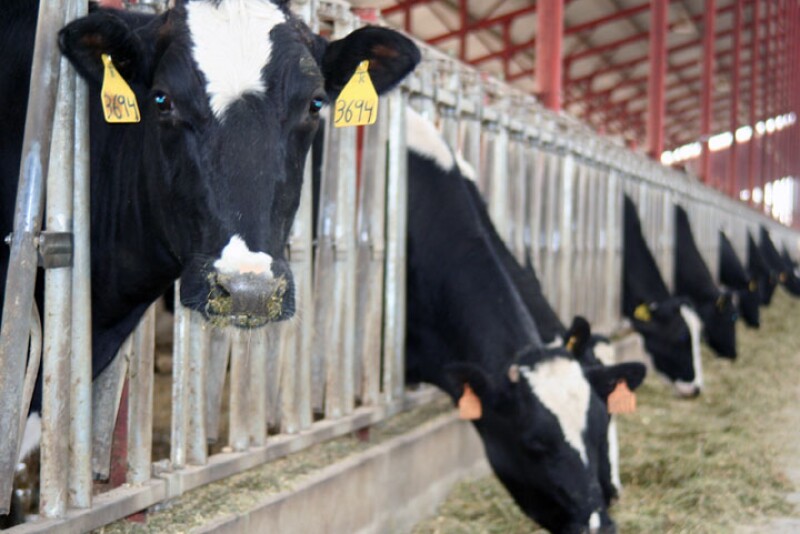 Airosa_Dairy_11-07_032_-_Copy