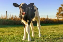 Holstein Calf