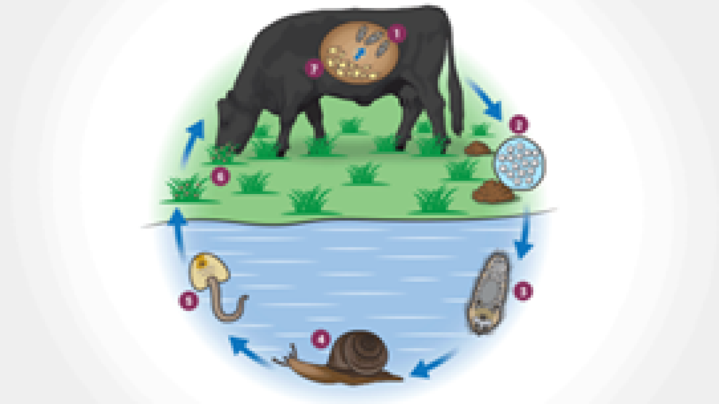 Flukes: Danger in the Water - Drovers, image size:1440x810